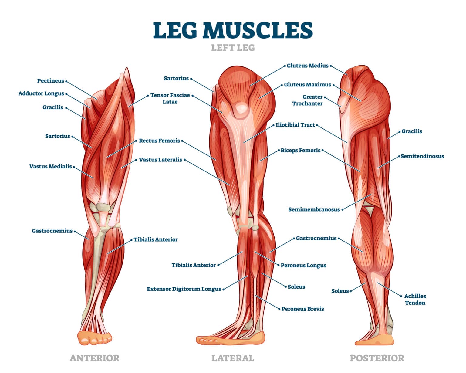 Leg Muscles: Patient Guide to Movement, Injuries and Getting Better ...